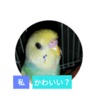 セキセイインコの「すみれちゃん」スタンプ（個別スタンプ：4）