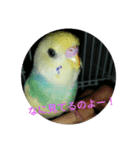 セキセイインコの「すみれちゃん」スタンプ（個別スタンプ：5）