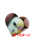 セキセイインコの「すみれちゃん」スタンプ（個別スタンプ：6）