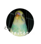 セキセイインコの「すみれちゃん」スタンプ（個別スタンプ：8）