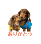 ノアちゃんキラくん（個別スタンプ：1）