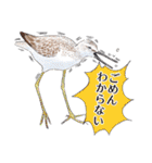 日本の野鳥5（個別スタンプ：3）