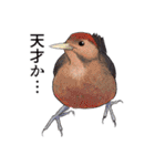 日本の野鳥5（個別スタンプ：7）