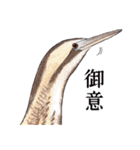 日本の野鳥5（個別スタンプ：9）