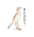 日本の野鳥5（個別スタンプ：19）