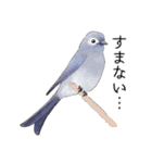 日本の野鳥5（個別スタンプ：24）