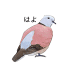 日本の野鳥5（個別スタンプ：25）