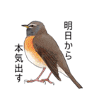 日本の野鳥5（個別スタンプ：32）