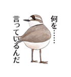 日本の野鳥5（個別スタンプ：33）
