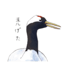 日本の野鳥5（個別スタンプ：35）