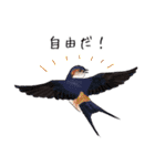日本の野鳥5（個別スタンプ：36）