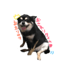 トン犬れおぷん（ギガチワワ）（個別スタンプ：1）