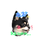 トン犬れおぷん（ギガチワワ）（個別スタンプ：4）
