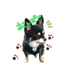 トン犬れおぷん（ギガチワワ）（個別スタンプ：5）