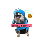 トン犬れおぷん（ギガチワワ）（個別スタンプ：7）
