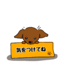 ダックスの毎日スタンプ（個別スタンプ：16）