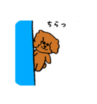 ラサアプソ犬のモッピー（個別スタンプ：12）