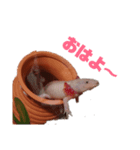 ウパウパスタンプ（個別スタンプ：5）