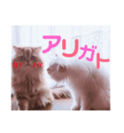ありさんの家の猫たち（個別スタンプ：1）