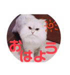 ありさんの家の猫たち（個別スタンプ：2）