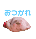 ありさんの家の猫たち（個別スタンプ：3）