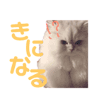 ありさんの家の猫たち（個別スタンプ：5）