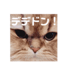 ありさんの家の猫たち（個別スタンプ：8）