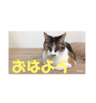 たきちスタンプ（個別スタンプ：1）