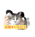 たきちスタンプ（個別スタンプ：8）
