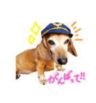 ミニチュアダックススムース（個別スタンプ：1）