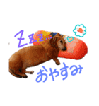 ミニチュアダックススムース（個別スタンプ：2）