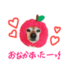 ミニチュアダックススムース（個別スタンプ：3）