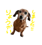 ミニチュアダックススムース（個別スタンプ：4）