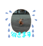 ミニチュアダックススムース（個別スタンプ：5）