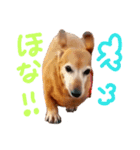 ミニチュアダックススムース（個別スタンプ：7）