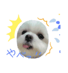 マルチーズくう（個別スタンプ：1）