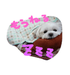 マルチーズくう（個別スタンプ：2）