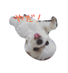 マルチーズくう（個別スタンプ：3）
