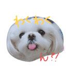 マルチーズくう（個別スタンプ：4）