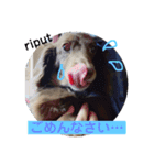 riputちゃんスタンプ（個別スタンプ：8）