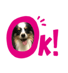 わんこで会話（個別スタンプ：1）