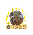 愛犬ひめちゃんスタンプ（個別スタンプ：4）