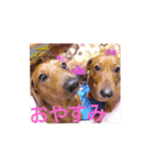 ダックス白くん龍ちゃん（個別スタンプ：5）