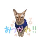 ビルスのスタンプⅲ（個別スタンプ：3）