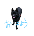 愛犬ゴンのスタンプ（個別スタンプ：6）