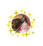 カレーが食べたいス（個別スタンプ：8）