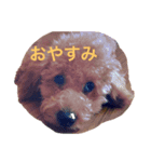 トイプー太郎2（個別スタンプ：2）
