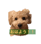 トイプー太郎2（個別スタンプ：6）