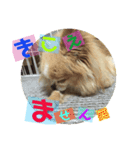 クリームとひめとすてっぷ（個別スタンプ：5）