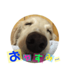 クリームとひめとすてっぷ（個別スタンプ：7）
